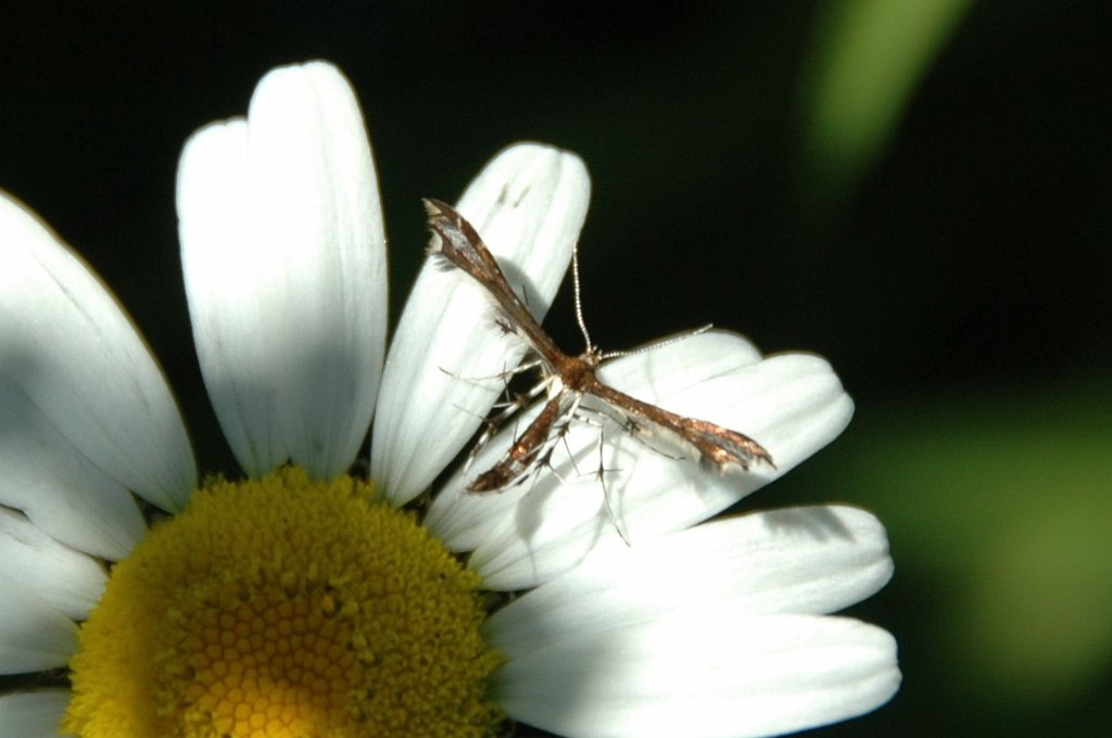 009 2011-07106746 Paxton, MA.JPG - Buck's Plume Moth (Geina bucksi). At Doree's house in Paxton, MA, 7-10-2011